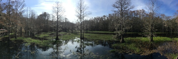 flooded forest in Florida 