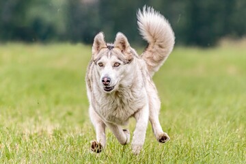 Dog running in the field on lure coursing competition