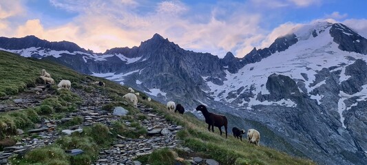 Fototapeta na wymiar Sheep at the sunrise grazing near the Furtschaglhaus Hut in the Zillertal Alps in Austria