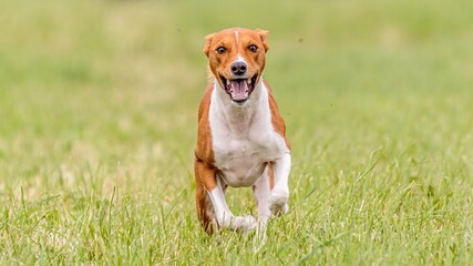 Basenji running in the field on lure coursing competition
