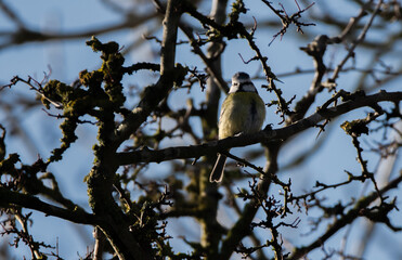 Blue Tit perched in a tree, looking at the camera, with a blue sky background.
