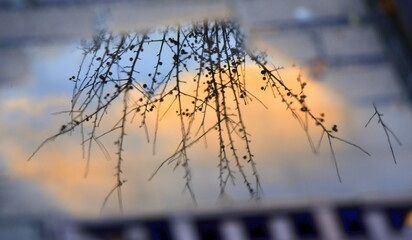 In einer Pfütze gespiegelter Himmel mit Zweigen