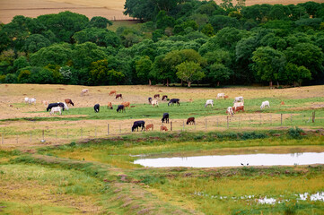 Obraz premium Several oxen, rural environment, undergrowth for cattle feed, fence and riparian forest in the background, small dam with predominantly green and yellow tones