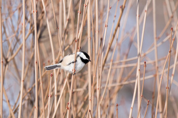 Black capped chickadee perched