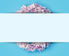 Flowers composition made of Hyacinth Pink flowers on blue background frame place for text. Easter, spring, summer, Valentines day. Flat lay, top view, copy space.