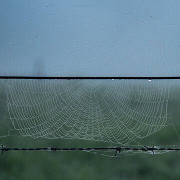 Spider web with water drops from the early morning dew