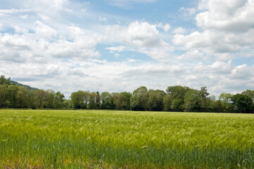 Fototapeta premium Summertime trees and crops in the fields.