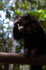 Saki monkey in Mocagua, Amazonas, Colombia