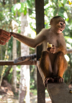 Capuchin monkey in Mocagua, Amazonas, Colombia