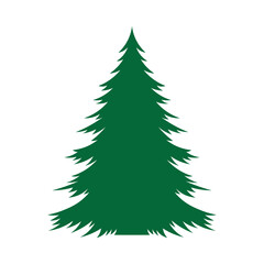 Pino. Árbol de navidad