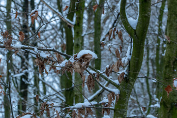 snow covered branches of tree