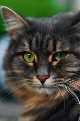 A beautiful fluffy cat with green eyes looks into the camera. Portrait shot of a street cat.
