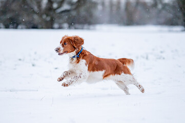 Adorable welsh springer spaniel dog breed in snowy forest in winter.