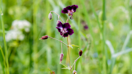 dark purple flower close up. spring bright dark purple flower on a green bokeh background. new spring life