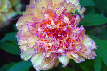 Yellow and orange flower of a peony plant