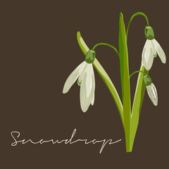 Galanthus nivalis, Snopwdrop Flower Realistic Botanical vector illustration with leaves and stems
