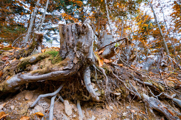 Old tree stump sprinkled with fallen leaves in the autumn forest