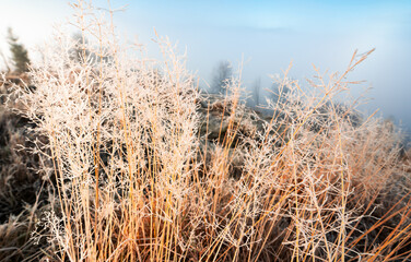 Fototapeta premium Frozen grass against the backdrop of a beautiful sky and fluffy fog