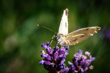 Schmetterling