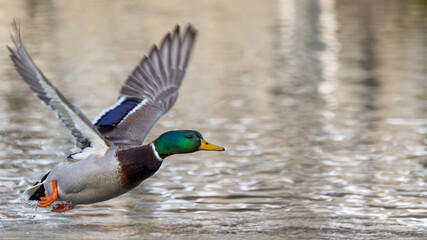 Fototapeta premium ente, bird, stockente, wasser, natur, see, teich, wild lebende tiere, tier, wild
