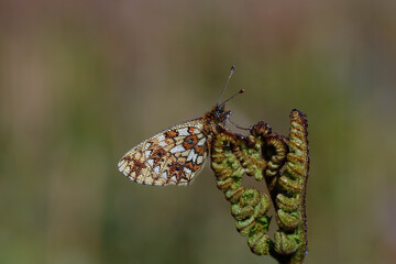 A due covered Small Pearl-bordered Fritillary roosting on a Bracken Fiddlehead.