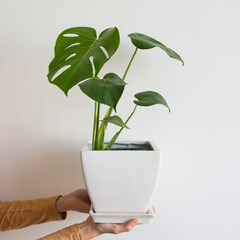 Monstera