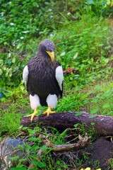 View of a Steller’s Sea-Eagle bird (Haliaeetus pelagicus)