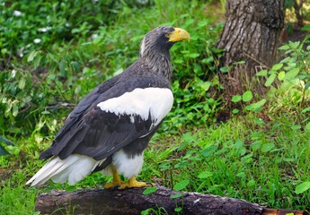 View of a Steller’s Sea-Eagle bird (Haliaeetus pelagicus)