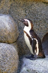 A black and white African Penguin (Spheniscus Demersus)