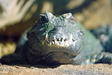 Obraz premium Head and teeth of a West African dwarf crocodile (osteolaemus tetraspis tetraspis)