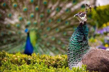 Peacock male and female disgust