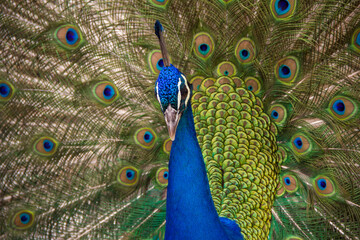 Peacock closeup with tail open