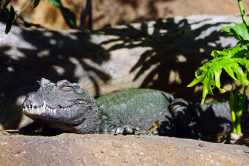 Head and teeth of a West African dwarf  crocodile (osteolaemus tetraspis tetraspis)