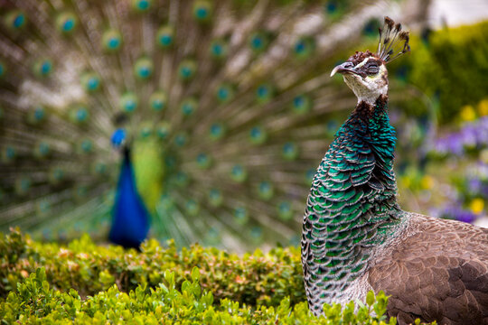 Peacock male and female disgust