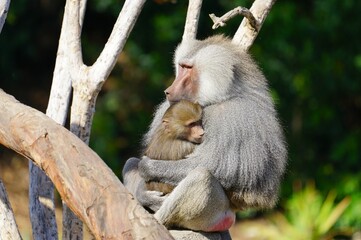 View of a mother baboon holding her baby
