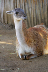 A white and brown llama