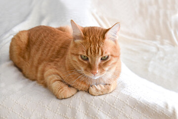 Fototapeta premium Ginger cat sitting on the sofa. Copy space is on the right side.