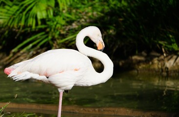 A pink flamingo bird standing on one leg