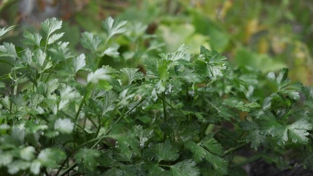Lush Green Herbs Watered In Garden Slow Motion