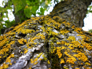 Tree Bark