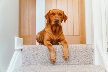 Monty the Fox Red Labrador