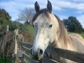 Obraz premium portrait of a white horse Corsica France
