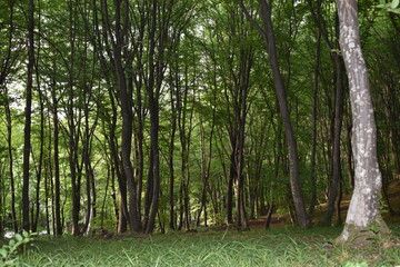 Hunted romanian forest