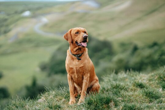 Anstændig Arv skandaløse Fox Red Labrador Images – Browse 478 Stock Photos, Vectors, and Video |  Adobe Stock