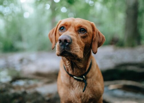 Monty The Fox Red Labrador