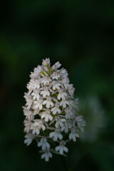 Pyramidal Orchid (Anacamptis pyramidalis)
