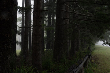 Dark pine forest