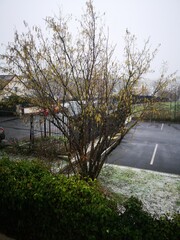 Arbre dans un jardin enneigé