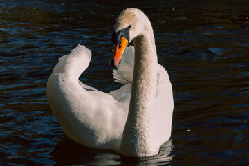 mute swan cygnus olor