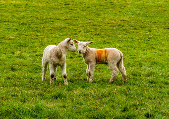 Obraz na płótnie Canvas Two lambs playing in a field near Market Harborough, UK